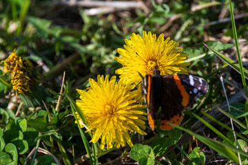 Monarch Butterfly Closeup on Flower