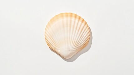 Obraz premium A single seashell with a scalloped edge is centered on a plain white background.