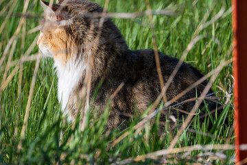 Cat in a Field