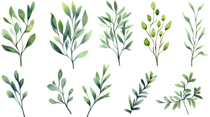 Obraz premium Detailed Watercolor Illustration of Green Branches on White Background for Design Projects