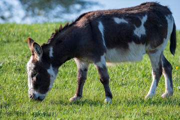 Donkey in a Grass Field