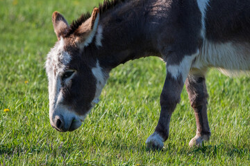 Donkey in a Grass Field