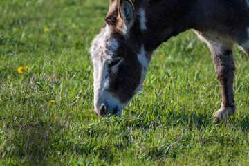 Donkey in a Grass Field
