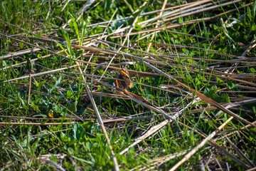Monarch Butterfly in the Weeds
