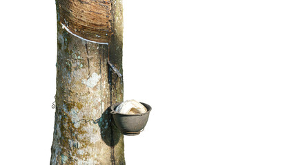 Rubber tree aftering tapped in plantation with latex flowing into a cup and beginning to harden, captured on clean white background for use in eco, organic, and industrial content themes
