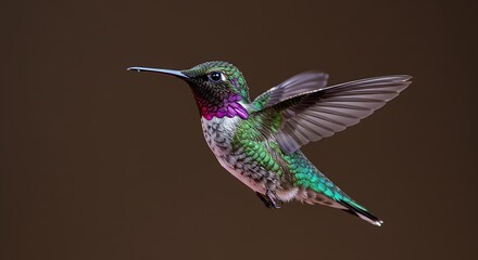 Fototapeta premium A colorful hummingbird in mid-flight, isolated on white