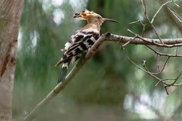 Common hoopoe on the branch © Bhutan Japan Nature