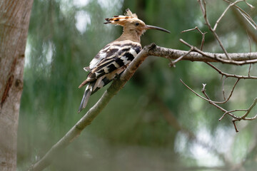 Common hoopoe on the branch