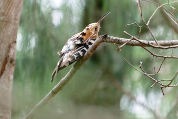 Common hoopoe on the branch © Bhutan Japan Nature