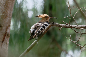 Common hoopoe on the branch © Bhutan Japan Nature