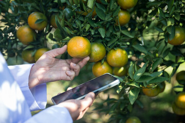 Business farm ripe orange concept farmer hand pick nature fruit citrus orchard mandarin tree...