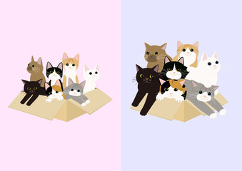 箱に入った子猫と成長した猫