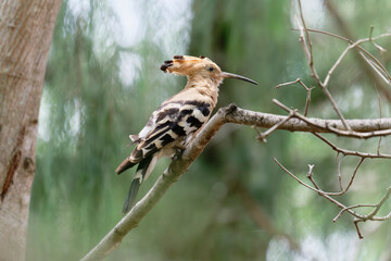 Common hoopoe on the branch © Bhutan Japan Nature