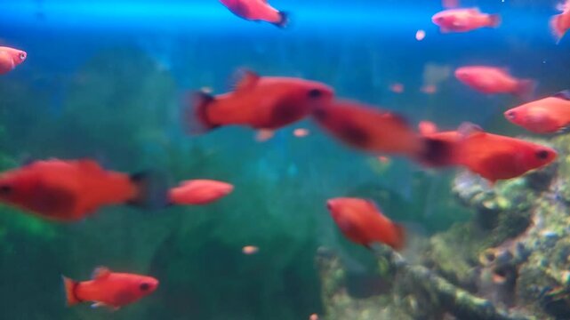 Underwater view of small vibrant orange fish swimming in a blurry aquarium environment with blue and green tones in the background, creating a dreamy aquatic scene.