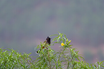 Red vented bulbul on the tree