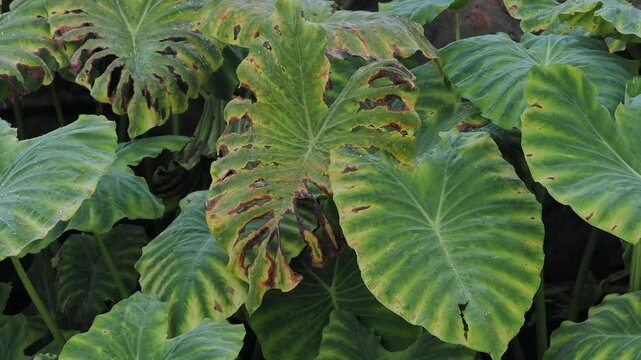 Alocasia odora asian taro or giant upright elephant ear, 