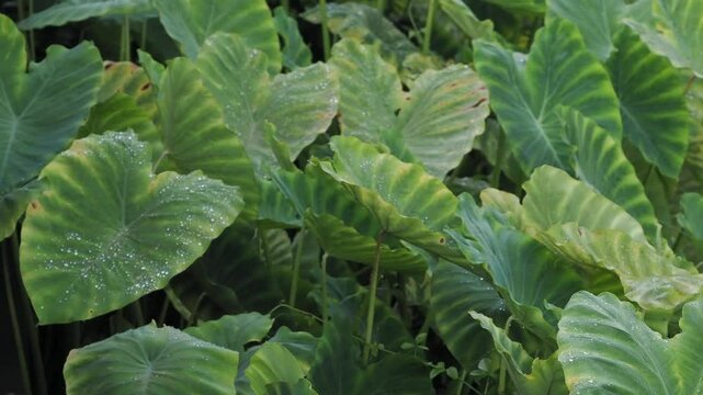 Alocasia odora asian taro or giant upright elephant ear, 