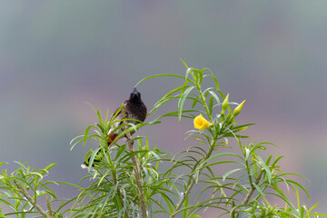 Red vented bulbul on the tree