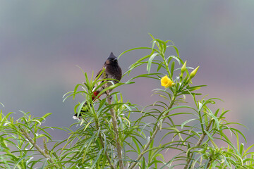 Red vented bulbul on the tree
