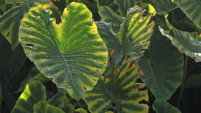 Alocasia odora asian taro or giant upright elephant ear, 