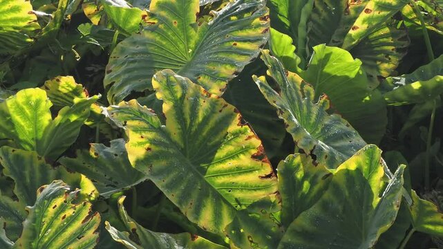Alocasia odora asian taro or giant upright elephant ear, 