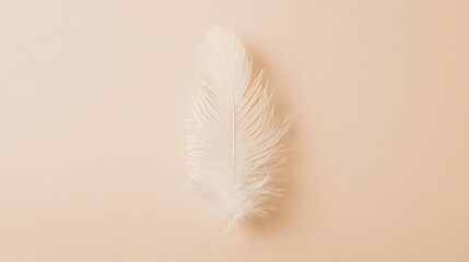 Delicate single feather on pastel background for elegant minimalist design