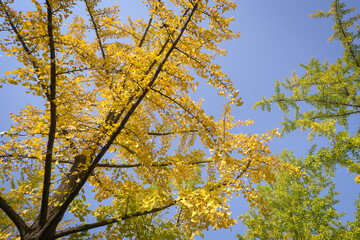 Park with trees and foliage, leaves turning to yellow. Autumn or fall concept.