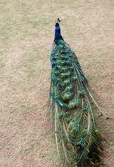 Peacock walking on the grass