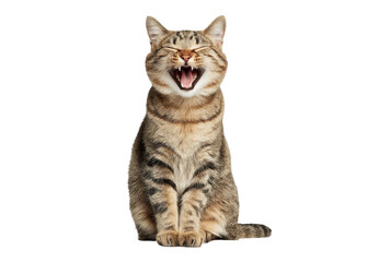 Naklejka premium Cute tabby cat yawning or laughing with mouth wide open, sitting isolated on transparent background, animal, pet, feline