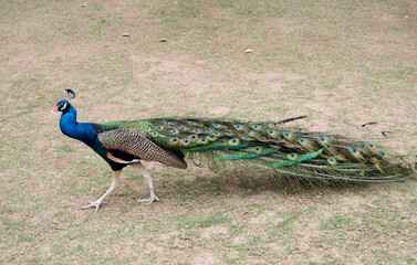Peacock walking on the grass