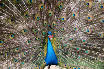 A peacock spreading its tail on the grass