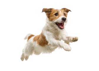 Jack Russell Terrier dog jumping, isolated on transparent background, pet animal mammal