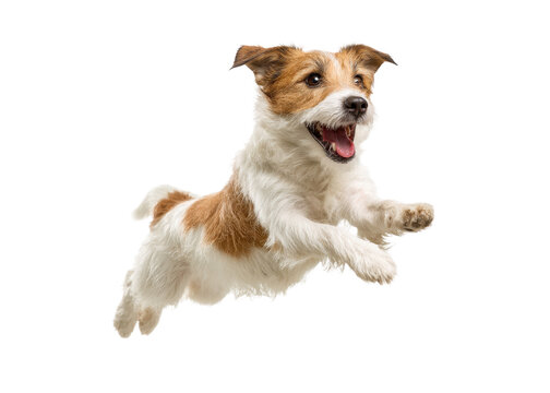 Jack Russell Terrier dog jumping, isolated on transparent background, pet animal mammal - Powered by Adobe