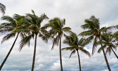 Tropical outdoor scene with palm tree. Tropical summer vacation. Exotic nature. Palm tree. Summer vacation in Miami south beach. Palm tree of California. Tropical beach in Miami. Palm fringed beach