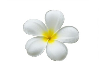 Naklejka premium Close up of a single frangipani flower with yellow center petals isolated on white background