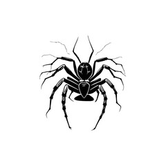 Detailed spider arachnid design illustration on plain white background