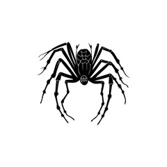 Detailed monochrome illustration of a spider with intricate leg and body features