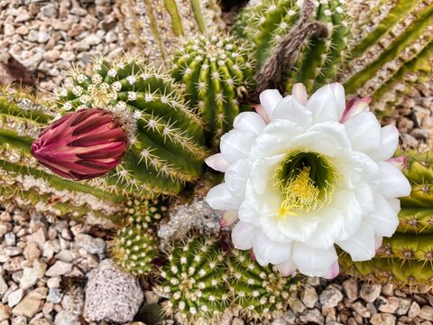 Spring Cactus (Soehrensia or echinopsis candicans) with Large White and Pink Flowers in Bloom in Southern Utah.