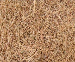 Dry Pine Needles Ground Cover