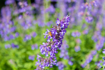 Obraz premium Purple lavender bloom in nature. Composition of nature. Summer blooming flower. Blooming flower field. Field of lavender. Lavender flower in summer. France Provence field. Lavender oil