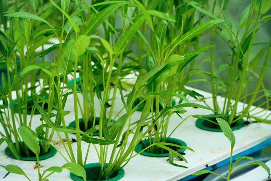 Sowing kale vegetables in a hydroponic tub planting area