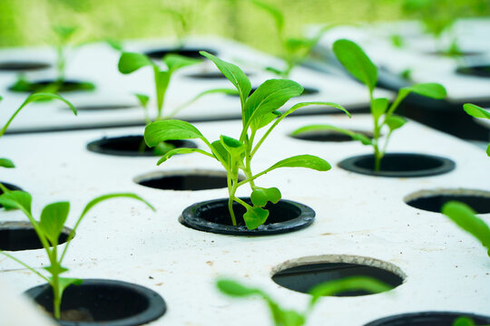 Sowing pak choy vegetables in a hydroponic tub planting area
