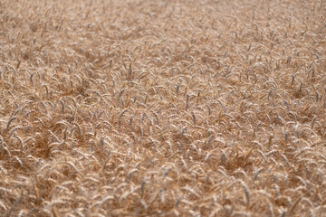 Wheat or barley agricultural field nature of summer crop harvest with rye spikelet