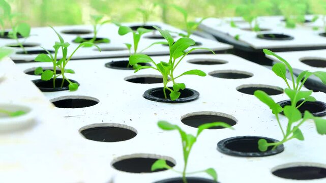 Someone is moving pak choy vegetable seeds to hydroponic growing media.