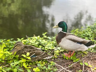 duck in the park