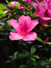 Rhododendron is one of the three famous wild flowers in China, one of the four major alpine flowers in the world, and is an important forest vegetation component.
