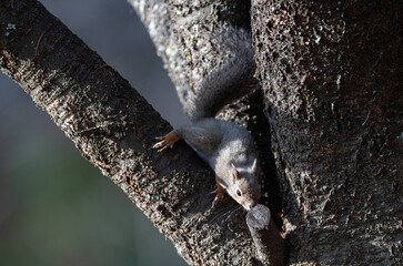 可愛いニホンリス	