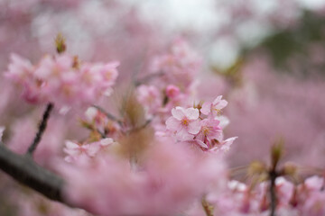 満開に咲く早咲きの河津桜