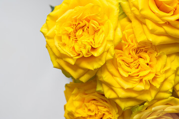 Close up of fresh yellow roses on white color background.