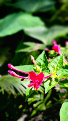 Mirabilis jalapa, the marvel of Peru or four o'clock flower